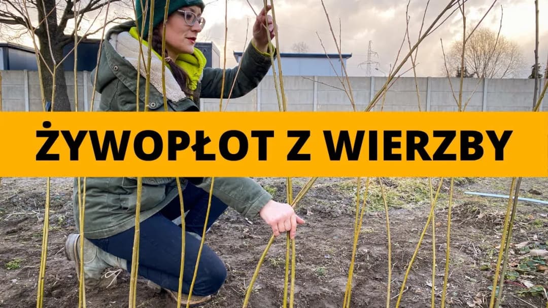 Jak zrobić płot z wierzby - proste kroki do pięknego ogrodzenia