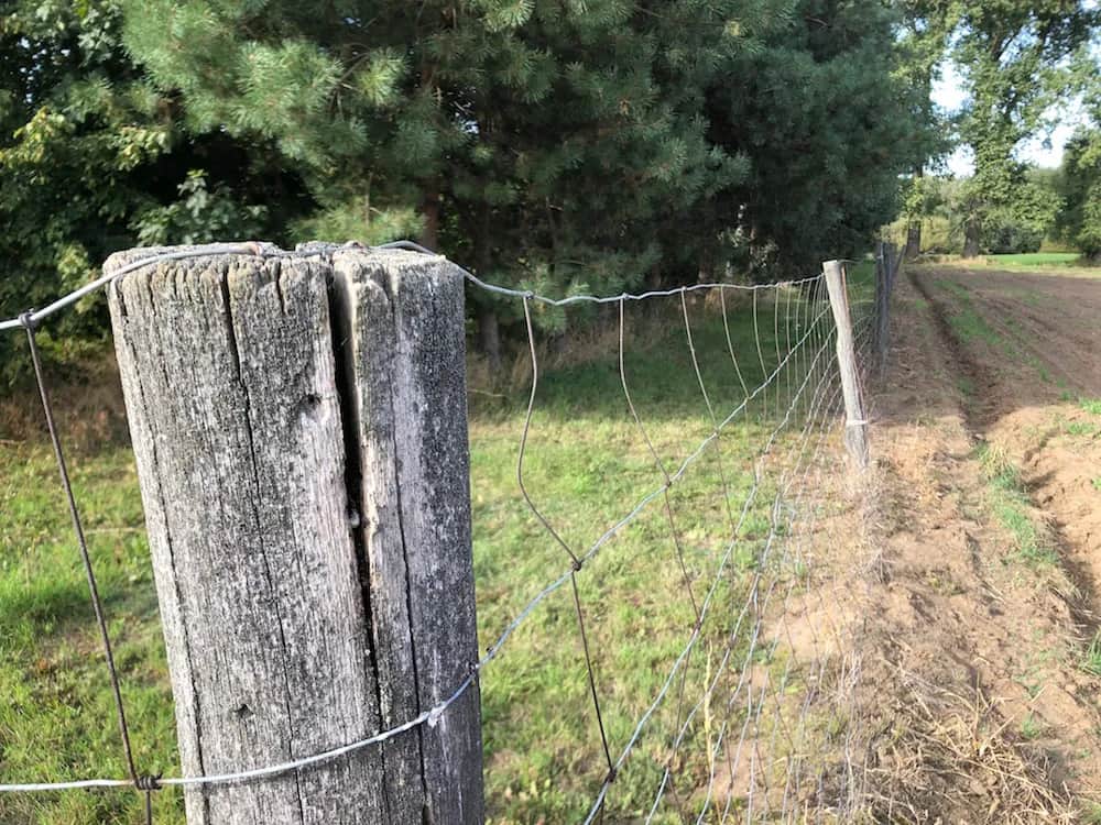 Jaka odległość sadzenia drzew od płotu sąsiada, aby uniknąć konfliktów?